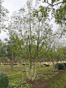 Pterocarya fraxinifolia 700-800 cm draadkluit meerstammig solitair - afbeelding 12