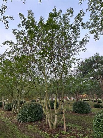 Pterocarya fraxinifolia 700-800 cm draadkluit meerstammig solitair - afbeelding 11