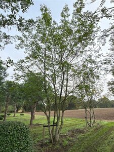 Pterocarya fraxinifolia 700-800 cm draadkluit meerstammig solitair - afbeelding 10