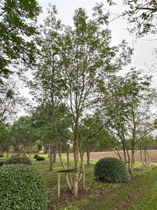 Pterocarya fraxinifolia 700-800 cm draadkluit meerstammig solitair - afbeelding 9