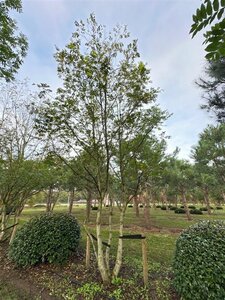 Pterocarya fraxinifolia 700-800 cm draadkluit meerstammig solitair - afbeelding 6