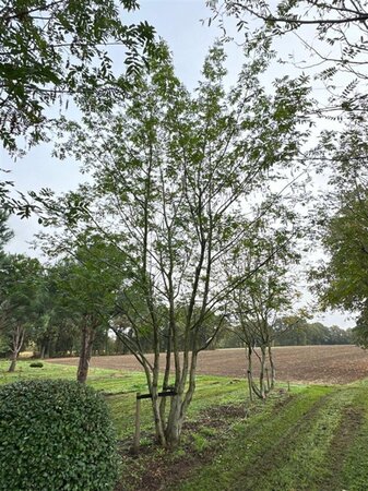 Pterocarya fraxinifolia 700-800 cm draadkluit meerstammig solitair - afbeelding 5