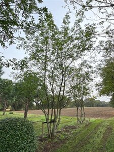 Pterocarya fraxinifolia 700-800 cm draadkluit meerstammig solitair - afbeelding 5