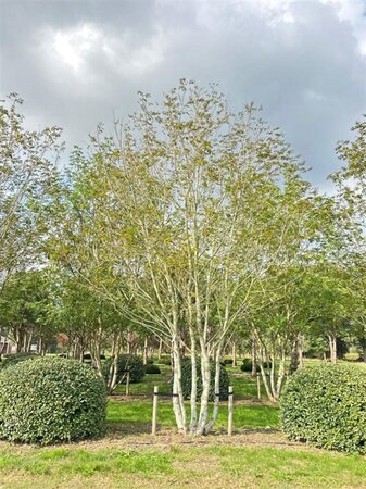 Pterocarya fraxinifolia 700-800 cm draadkluit meerstammig solitair - afbeelding 4