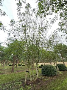 Pterocarya fraxinifolia 700-800 cm draadkluit meerstammig solitair - afbeelding 3