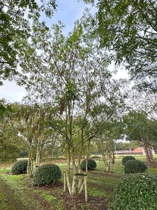 Pterocarya fraxinifolia 700-800 cm draadkluit meerstammig solitair - afbeelding 13