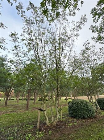 Pterocarya fraxinifolia 700-800 cm WRB multi-stem Single - image 8