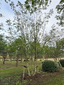 Pterocarya fraxinifolia 700-800 cm WRB multi-stem Single - image 8