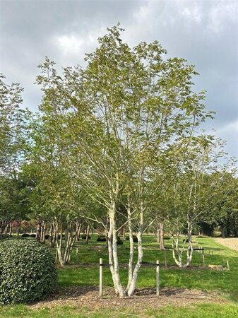 Pterocarya fraxinifolia 700-800 cm WRB multi-stem Single - image 7