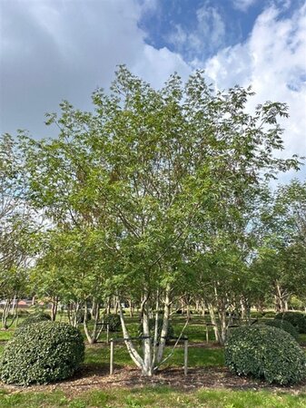 Pterocarya fraxinifolia 700-800 cm WRB multi-stem Single - image 2
