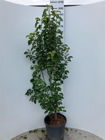 Pyrus calleryana 'Chanticleer' 175-200 cm cont. 35L meerstammig - afbeelding 1