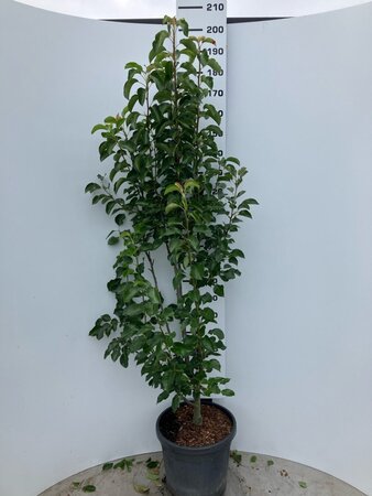 Pyrus calleryana 'Chanticleer' 175-200 cm cont. 35L meerstammig - afbeelding 2