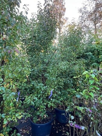 Pyrus calleryana 'Chanticleer' 300-350 cm cont. 90L meerstammig