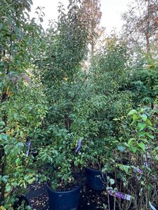 Pyrus calleryana 'Chanticleer' 300-350 cm cont. 90L meerstammig