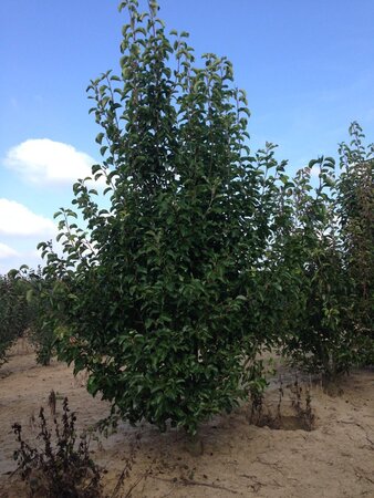 Pyrus calleryana 'Chanticleer' 300-350 cm draadkluit meerstammig