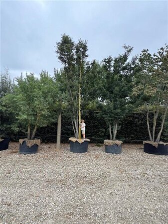 Quercus cerris 600-700 cm container meerstammig - afbeelding 1
