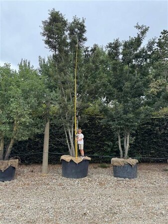 Quercus cerris 600-700 cm container meerstammig - afbeelding 2