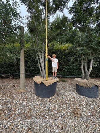 Quercus cerris 600-700 cm container meerstammig - afbeelding 4