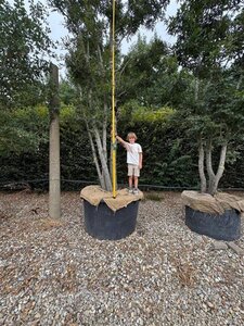 Quercus cerris 600-700 cm container meerstammig - afbeelding 4