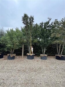 Quercus cerris 600-700 cm container multi-stem