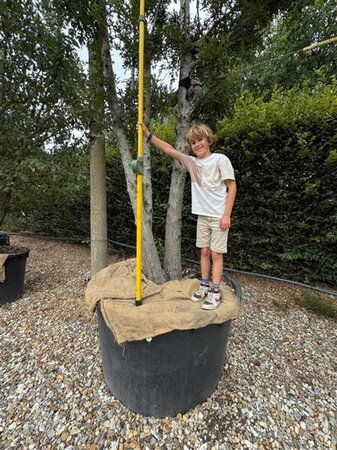 Quercus cerris 600-700 cm container multi-stem - image 3
