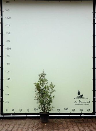 Quercus ilex 125-150 cm container meerstammig