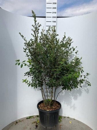 Quercus ilex 150-175 cm cont. 70L meerstammig - afbeelding 1