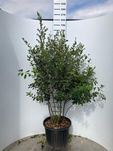 Quercus ilex 150-175 cm cont. 70L meerstammig