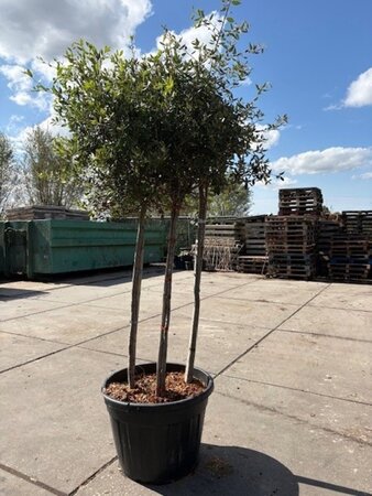 Quercus ilex 175-200 cm container meerstammig - afbeelding 1