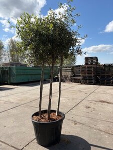 Quercus ilex 175-200 cm container meerstammig - afbeelding 2