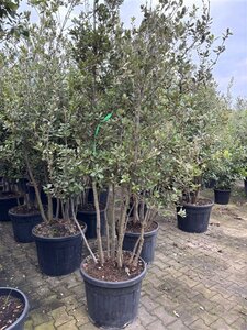 Quercus ilex 175-200 cm container meerstammig - afbeelding 3