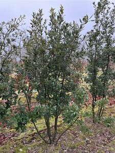 Quercus ilex 175-200 cm draadkluit meerstammig airpot
