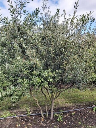 Quercus ilex 175-200 cm draadkluit meerstammig airpot - afbeelding 2