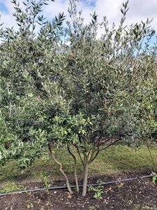 Quercus ilex 175-200 cm draadkluit meerstammig airpot - afbeelding 2