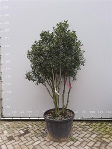 Quercus ilex 200-225 cm draadkluit meerstammig - afbeelding 5