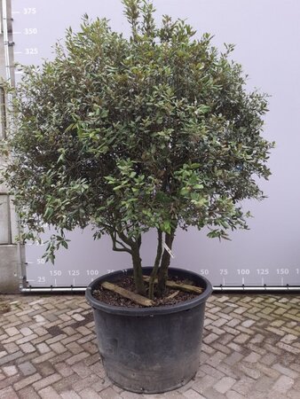 Quercus ilex 200-225 cm draadkluit meerstammig - afbeelding 3
