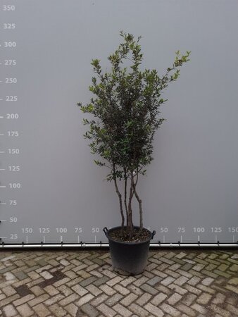 Quercus ilex 200-225 cm draadkluit meerstammig - afbeelding 4