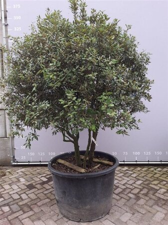 Quercus ilex 200-225 cm draadkluit meerstammig - afbeelding 6