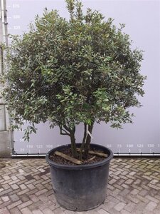 Quercus ilex 200-225 cm draadkluit meerstammig - afbeelding 6