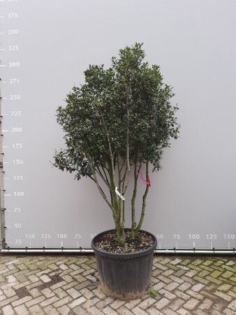 Quercus ilex 200-225 cm draadkluit meerstammig - afbeelding 2