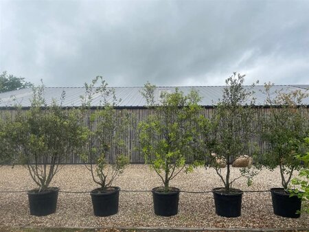 Quercus ilex 200-250 cm cont. 110L meerstammig solitair