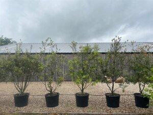 Quercus ilex 200-250 cm cont. 110L meerstammig solitair