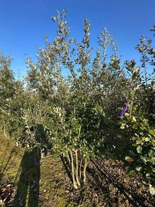 Quercus ilex 200-250 cm draadkluit meerstammig - afbeelding 2