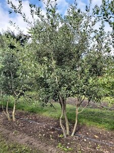 Quercus ilex 200-250 cm WRB multi-stem