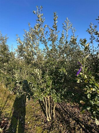 Quercus ilex 200-250 cm WRB multi-stem - image 2