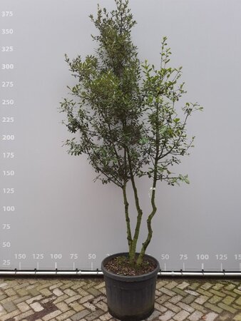 Quercus ilex 225-250 cm draadkluit meerstammig - afbeelding 1