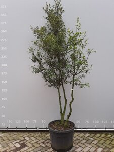 Quercus ilex 225-250 cm draadkluit meerstammig - afbeelding 1