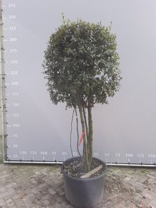 Quercus ilex 225-250 cm WRB multi-stem