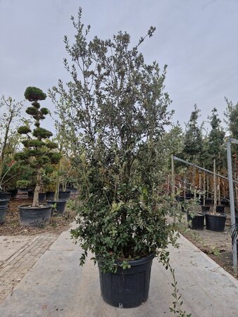 Quercus ilex 250-300 cm cont. 150L meerstammig - afbeelding 1