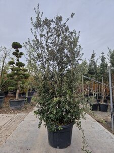 Quercus ilex 250-300 cm cont. 150L meerstammig